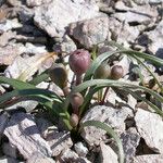 Allium cratericola 花