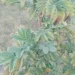 Leucosidea sericea 葉