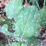 Senecio squalidus Liść