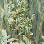 Festuca glauca Blüte