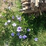 Ruellia tuberosa फूल