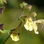 Salvia nubicola Çiçek