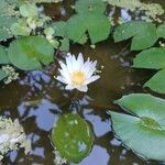 Nymphaea elegans Floare