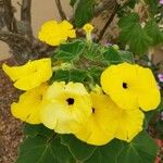 Uncarina grandidieri Çiçek