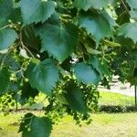 Tilia mongolica 葉