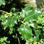 Ilex aquifolium Folha