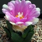 Ariocarpus bravoanus Flor
