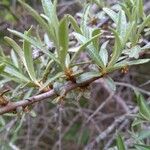 Elaeagnus rhamnoides Blad