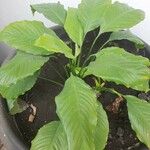 Spathiphyllum blandum Leht