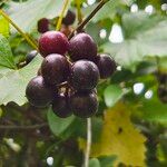 Vitis rotundifolia Ffrwyth