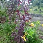 Hibiscus acetosella Habitus