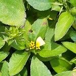 Calyptocarpus vialis Flower