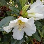 Rhododendron maddenii Flower