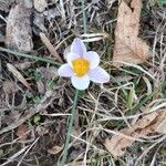 Crocus imperati Blomst