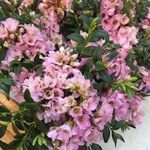 Angelonia angustifolia Flor