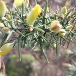 Ulex minor Hoja