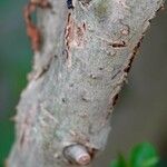 Buchozia japonica Bark