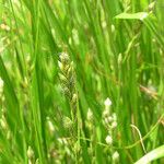 Carex tribuloides Plod