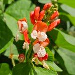 Phaseolus coccineus Flor