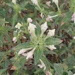 Galeopsis segetum Flower