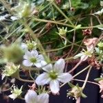 Saxifraga rosacea Цветок