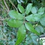 Schinus terebinthifolius List
