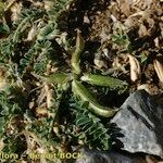 Astragalus depressus autre