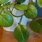 Plectranthus verticillatus List