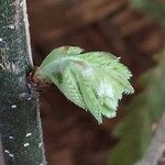 Quercus michauxii Hoja