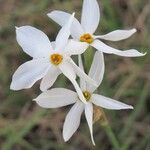 Narcissus obsoletus Blüte