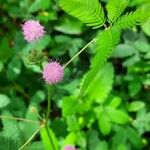 Mimosa pudicaKukka