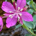 Chamerion latifolium 花