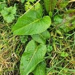 Rumex × acutus Leaf