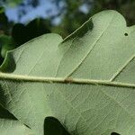 Quercus pubescens Lehti