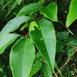 Ligustrum robustum Leaf