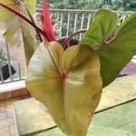 Philodendron erubescensHostoa