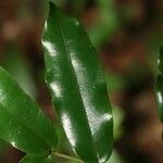 Ruizterania albiflora 叶