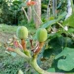 Jatropha podagrica Frukto