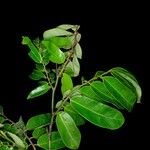 Hylodendron gabunense Hoja