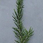 Picea omorika Hostoa