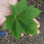 Acer platanoides Feuille