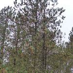 Pinus hartwegii عادت