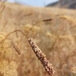 Phalaris aquatica Fruit