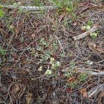 Potentilla tilingii Hábito