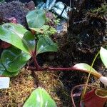 Nepenthes clipeata Leaf