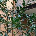 Ilex aquifoliumبرگ