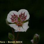 Erodium daucoides Flower