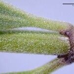 Scutellaria antirrhinoides Bark