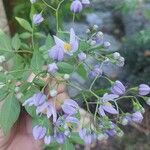 Solanum seaforthianum Çiçek