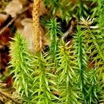 Lycopodium annotinum Kvet